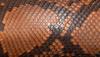A close up picture of the Python material